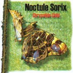 Noctule Sorix : Chrysalide Child